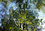 Осенний лес, фотопейзаж