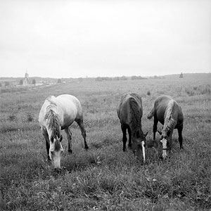 Лошади - сельский пейзаж