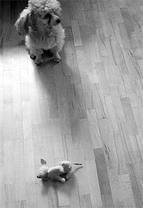 Две собаки - фотоэтюд