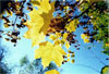 Золотая осень. Кленовые листья, фотопейзаж