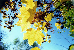 Золотая осень. Кленовые листья. фотопейзаж
