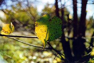Золотая осень. Кленовый лист. Фотопейзаж