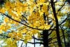 Золотая осень. Желтеющий лист, фотопейзаж