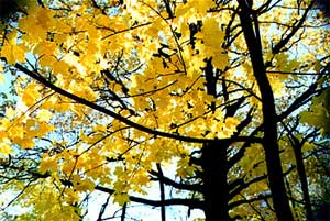 Золотая осень. Клён. Фотопейзаж