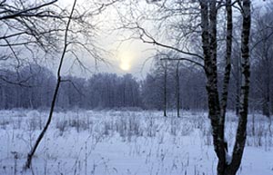 Зимнее солнце. Опушка леса. Фотопейзаж