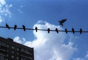 Голуби в московском небе. Фотопейзаж.